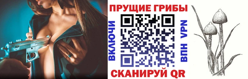 как найти наркотики  Апатиты  Галлюциногенные грибы Psilocybine cubensis 