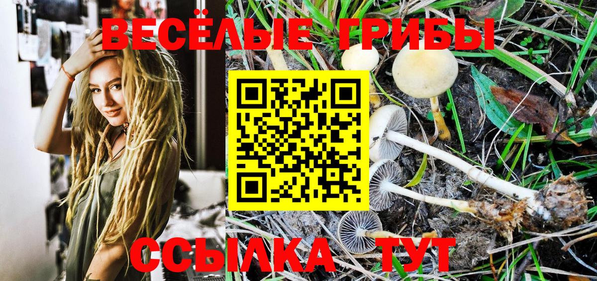 Псилоцибиновые грибы Psilocybine cubensis  Вход с VPN  Галлюциногенные грибы Psilocybe  Апатиты 